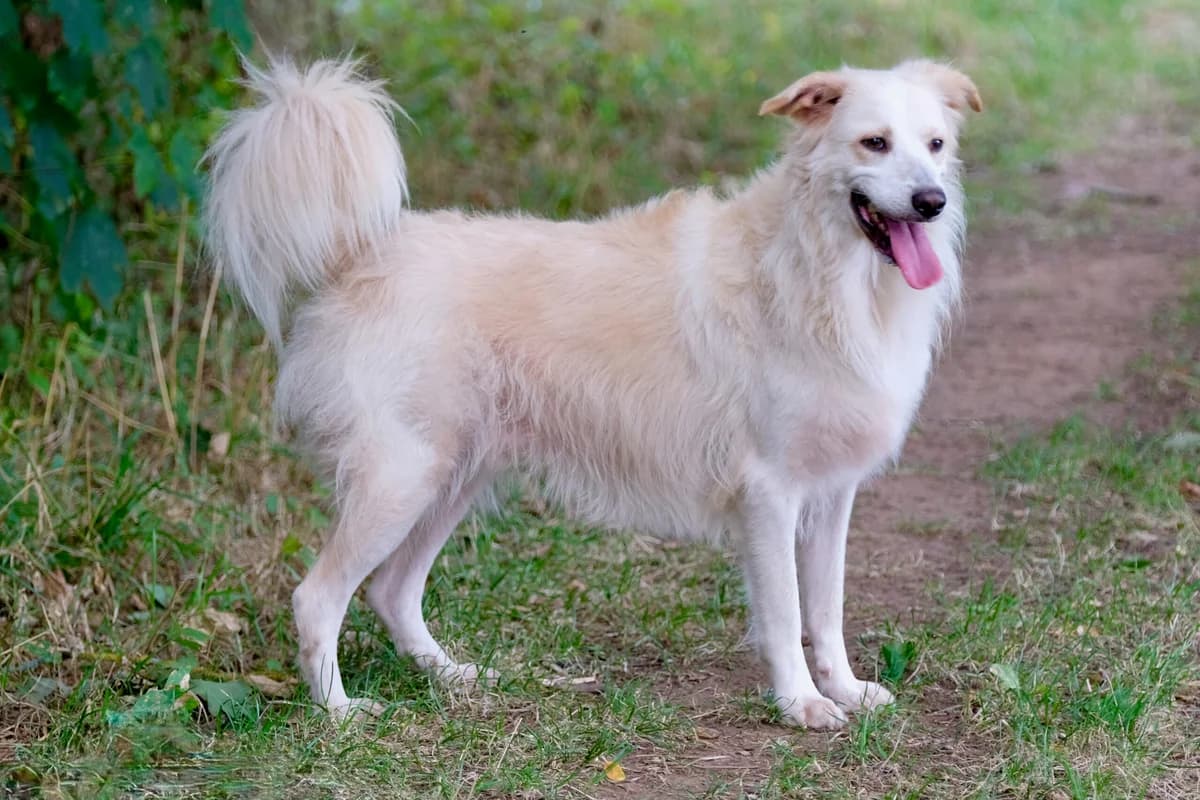 Oliver, male 3yo Mixed Breed for adoption at Hundehilfe Mariechen, Stadtsteinach