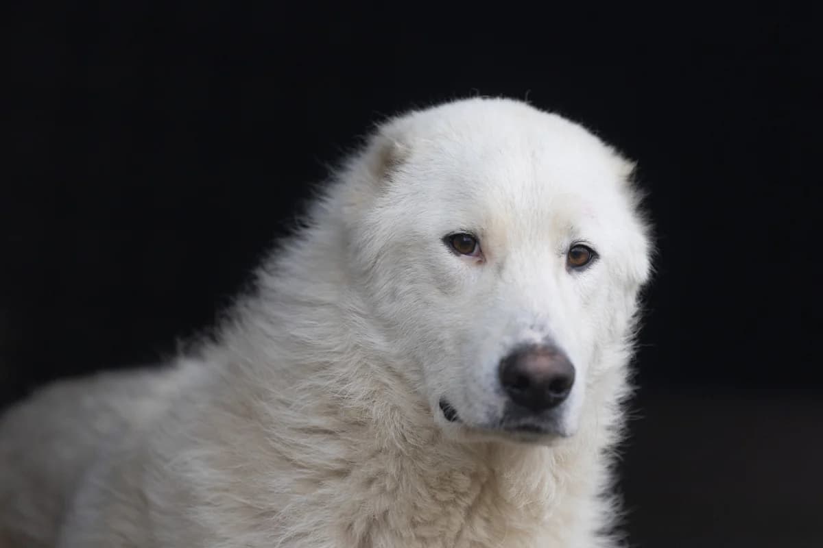 Oreste, male young Mixed Breed for adoption at Hundehilfe Mariechen, Stadtsteinach