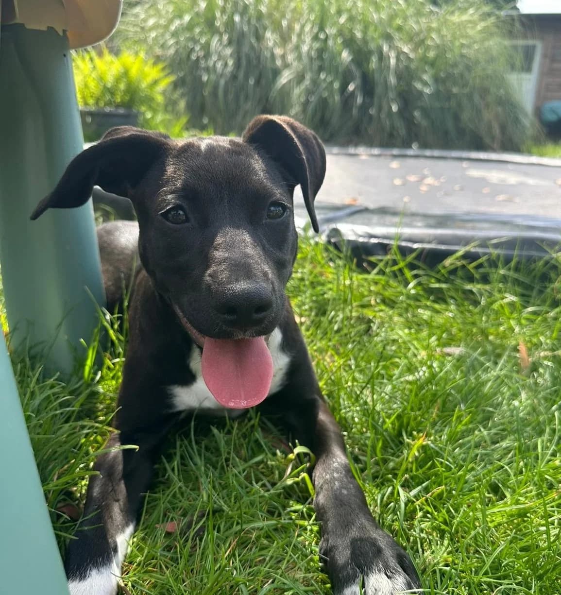 Ornella, female puppy Mixed Breed for adoption at Hundehilfe Mariechen, Stadtsteinach