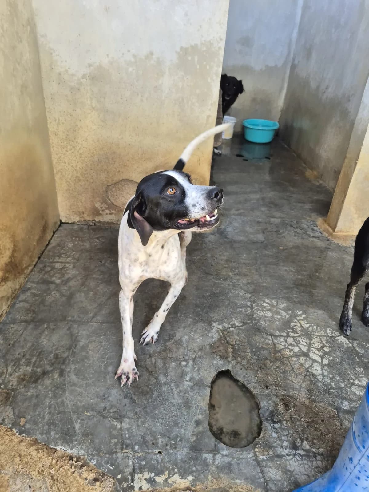 Osso, male 4yo Pointer for adoption at Hundehilfe Mariechen, Stadtsteinach