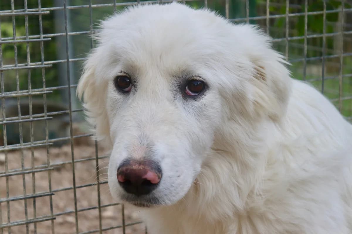 Paola (Erika), female young mixed breed for adoption at Hundehilfe Mariechen, Stadtsteinach