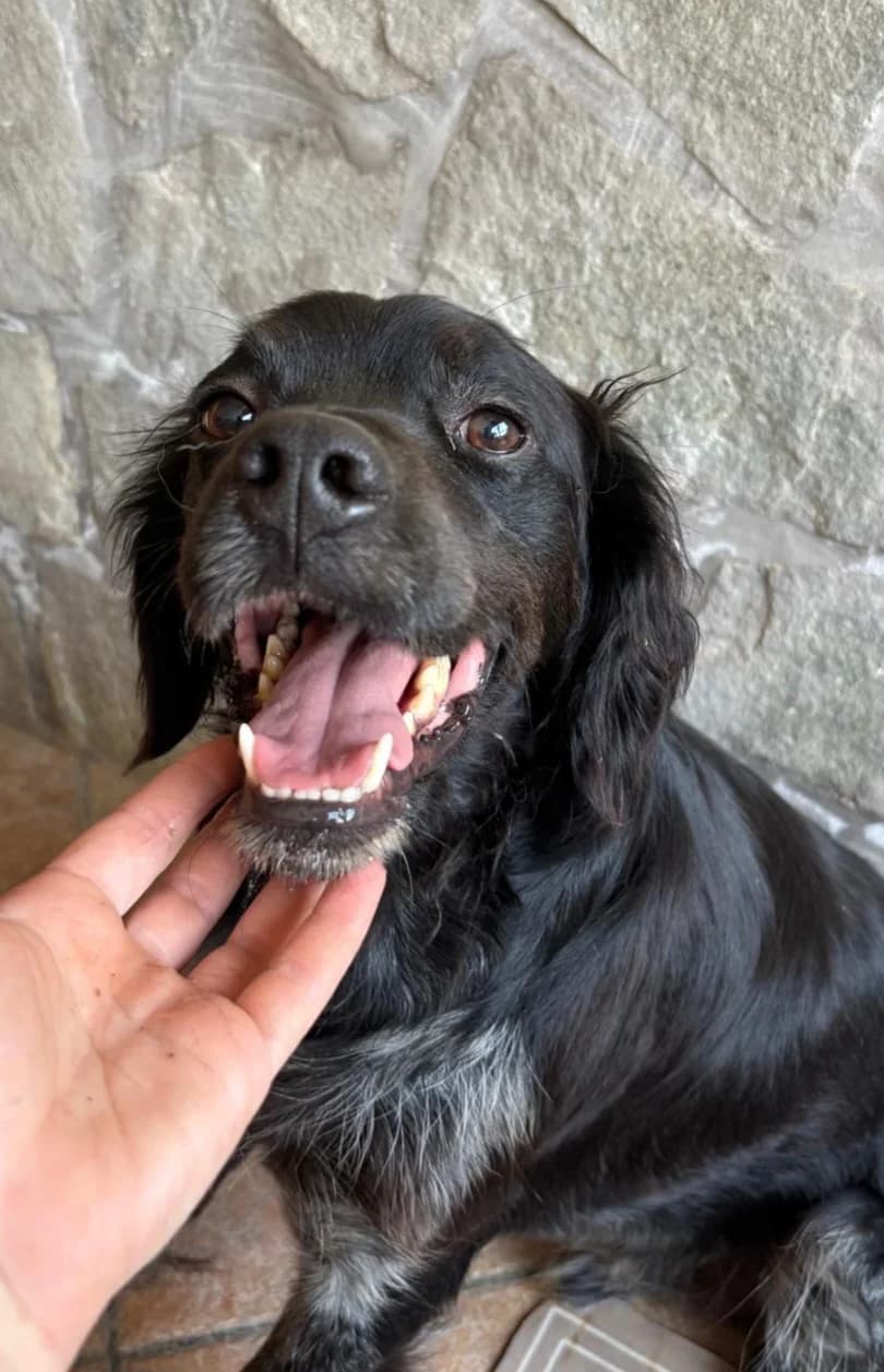 Paolino, male young Mixed Breed for adoption at Hundehilfe Mariechen, Stadtsteinach