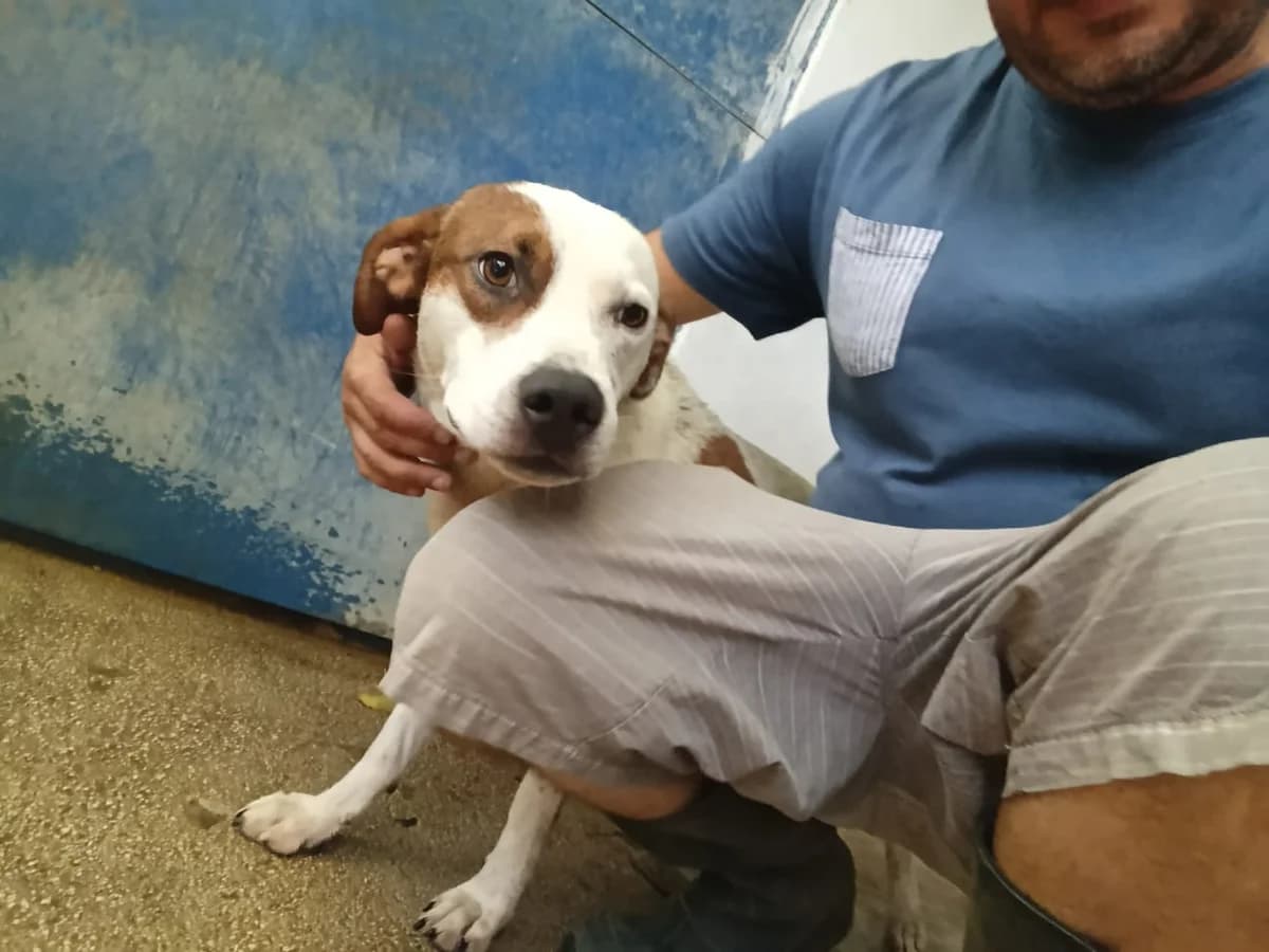Paul (Vincenzo), male 5yo Mixed Breed for adoption at Hundehilfe Mariechen, Stadtsteinach