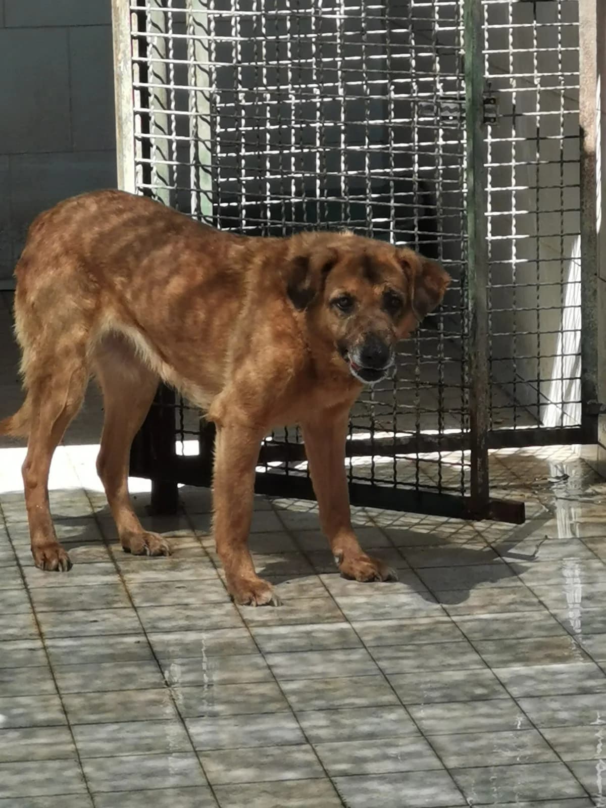 Pauline, female senior Mixed Breed for adoption at Hundehilfe Mariechen, Stadtsteinach