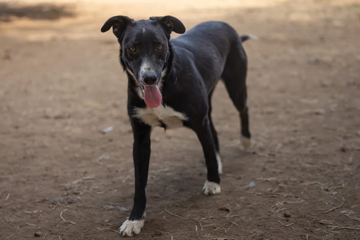 Peggy, female young Mixed Breed for adoption at Hundehilfe Mariechen, Stadtsteinach