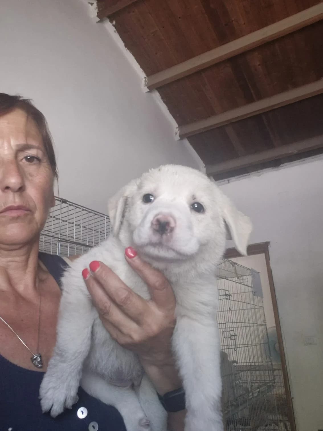 Pelosa, female puppy Mixed Breed for adoption at Hundehilfe Mariechen, Stadtsteinach