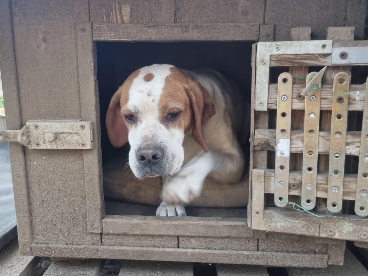 Penelope, female 6yo Pointer for adoption at Hundehilfe Mariechen, Stadtsteinach