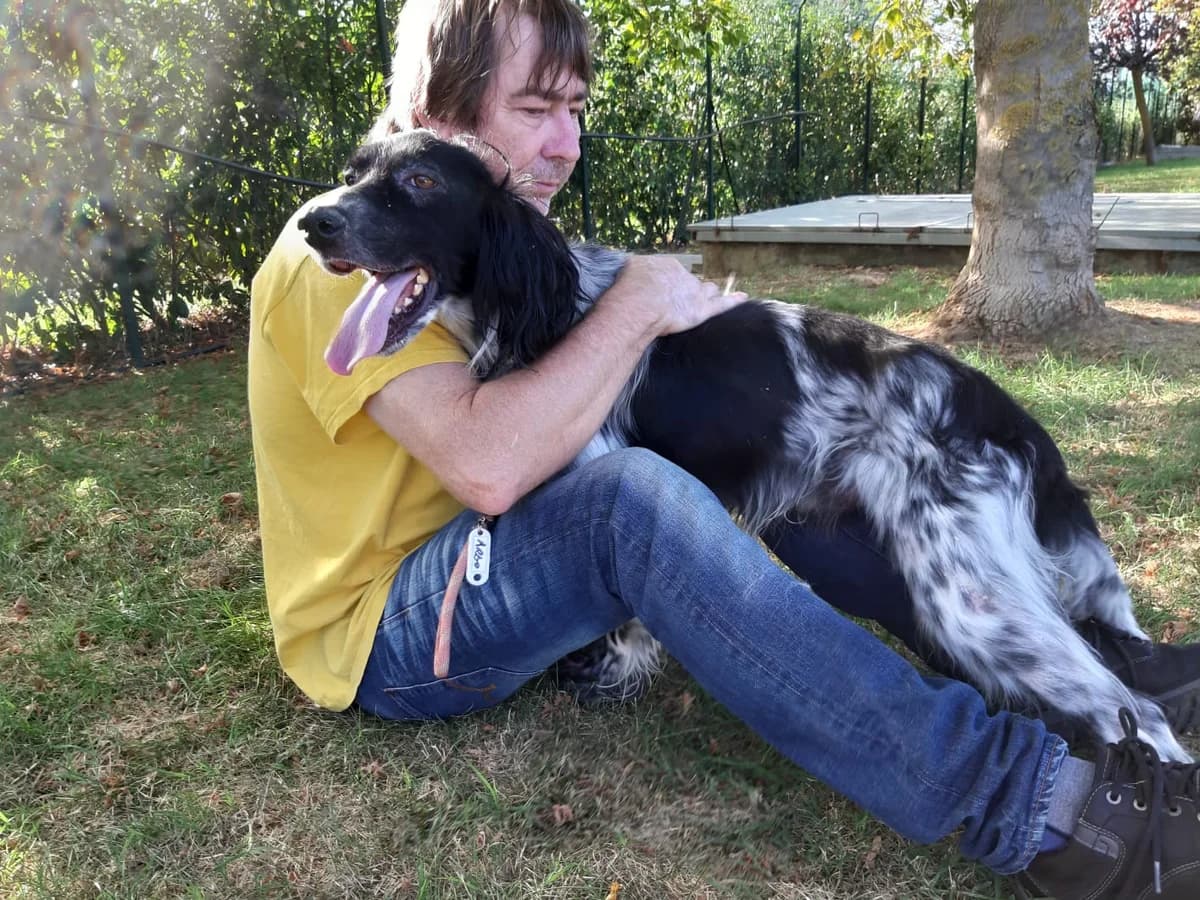 Peppone, male English Setter for adoption at Hundehilfe Mariechen, Stadtsteinach