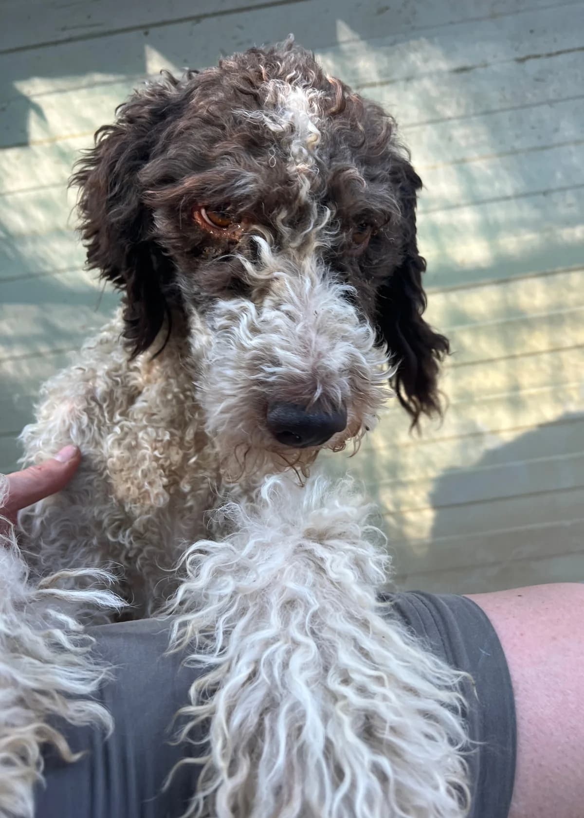 Pietro, male young mixed breed for adoption at Hundehilfe Mariechen, Stadtsteinach