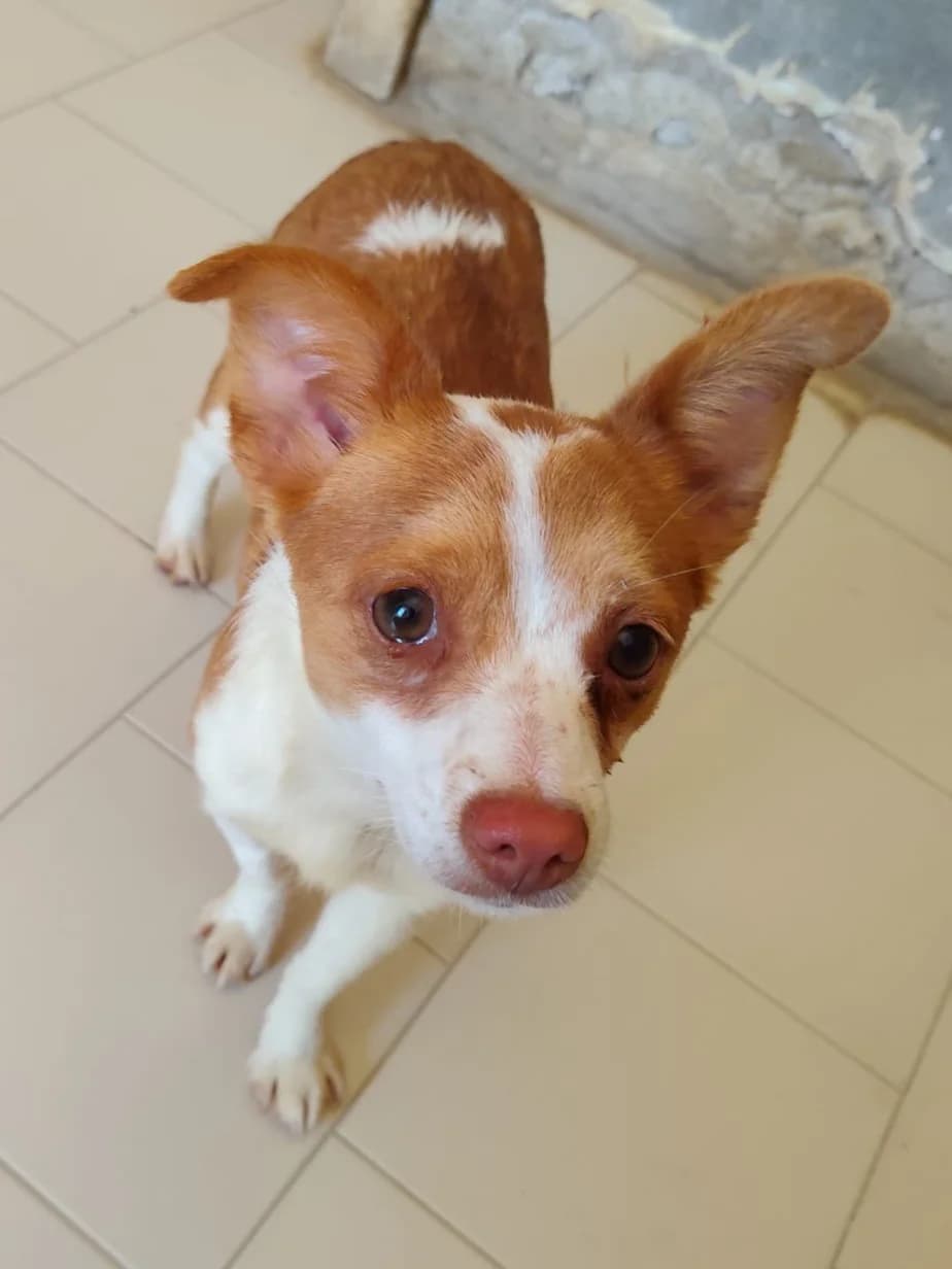 Pimpa, female young Mixed Breed for adoption at Hundehilfe Mariechen, Stadtsteinach