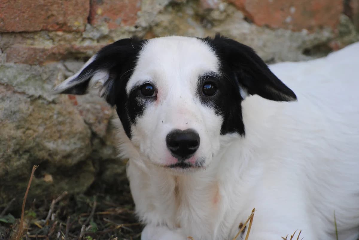 Pirato, male puppy Mixed Breed for adoption at Hundehilfe Mariechen, Stadtsteinach