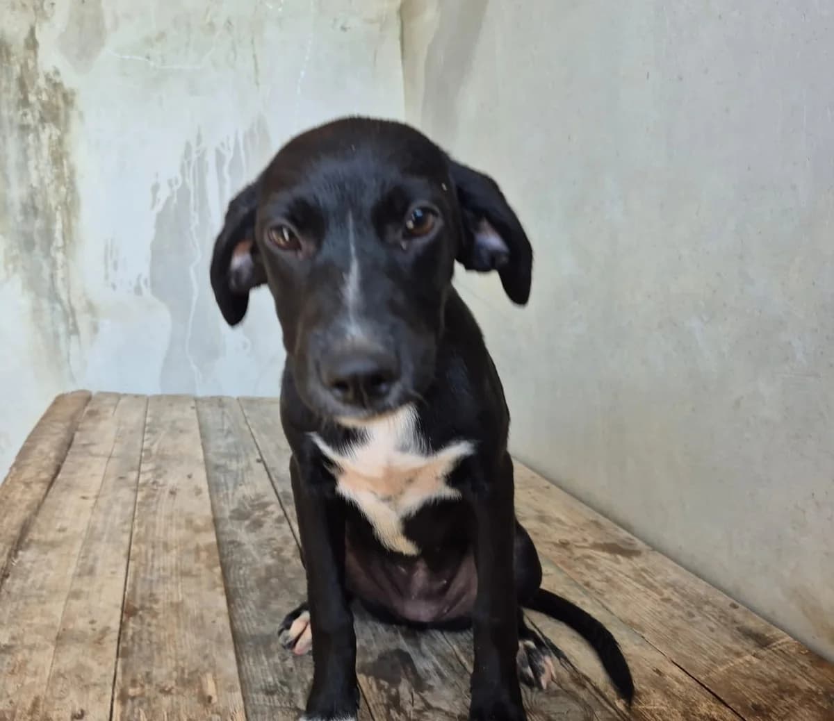 Piscinas, female puppy mixed breed for adoption at Hundehilfe Mariechen, Stadtsteinach