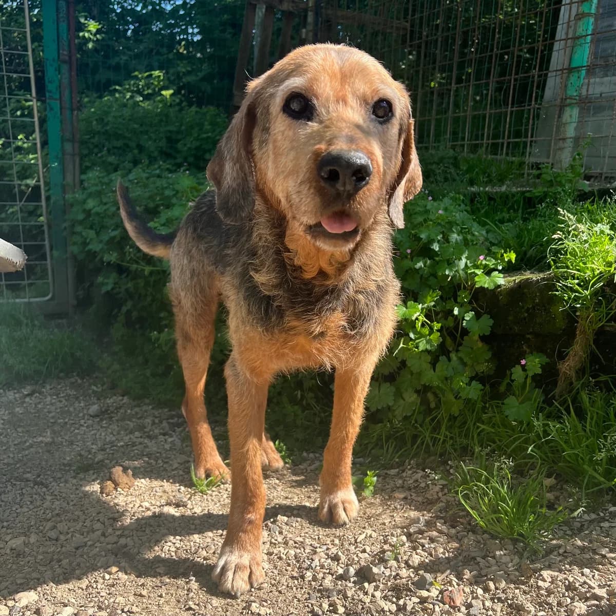 Plutone, male senior Mixed Breed for adoption at Hundehilfe Mariechen, Stadtsteinach