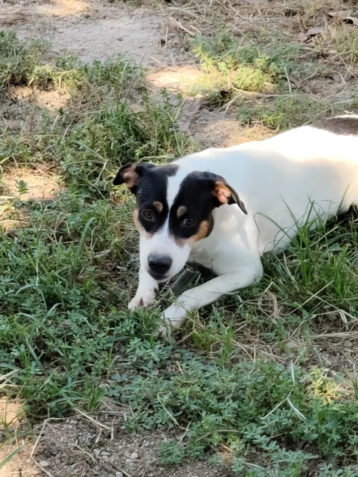 Polly (Giusy), female 5yo Mixed Breed for adoption at Hundehilfe Mariechen, Stadtsteinach