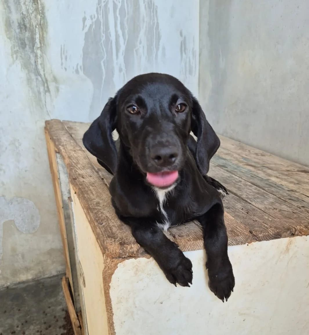 Posada, female puppy mixed breed for adoption at Hundehilfe Mariechen, Stadtsteinach
