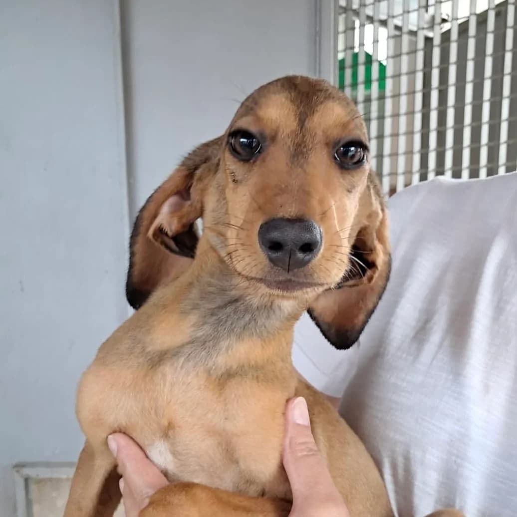Pralina, female young mixed breed for adoption at Hundehilfe Mariechen, Stadtsteinach