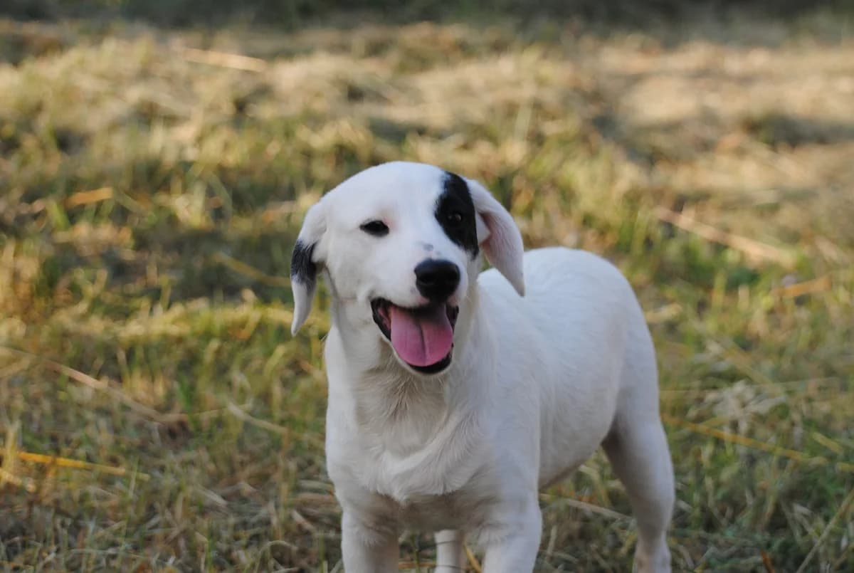 Puntino, male puppy Mixed Breed for adoption at Hundehilfe Mariechen, Stadtsteinach