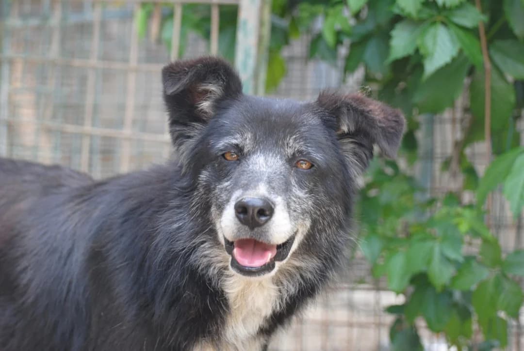 Randa, female 7yo Border Collie for adoption at Hundehilfe Mariechen, Stadtsteinach