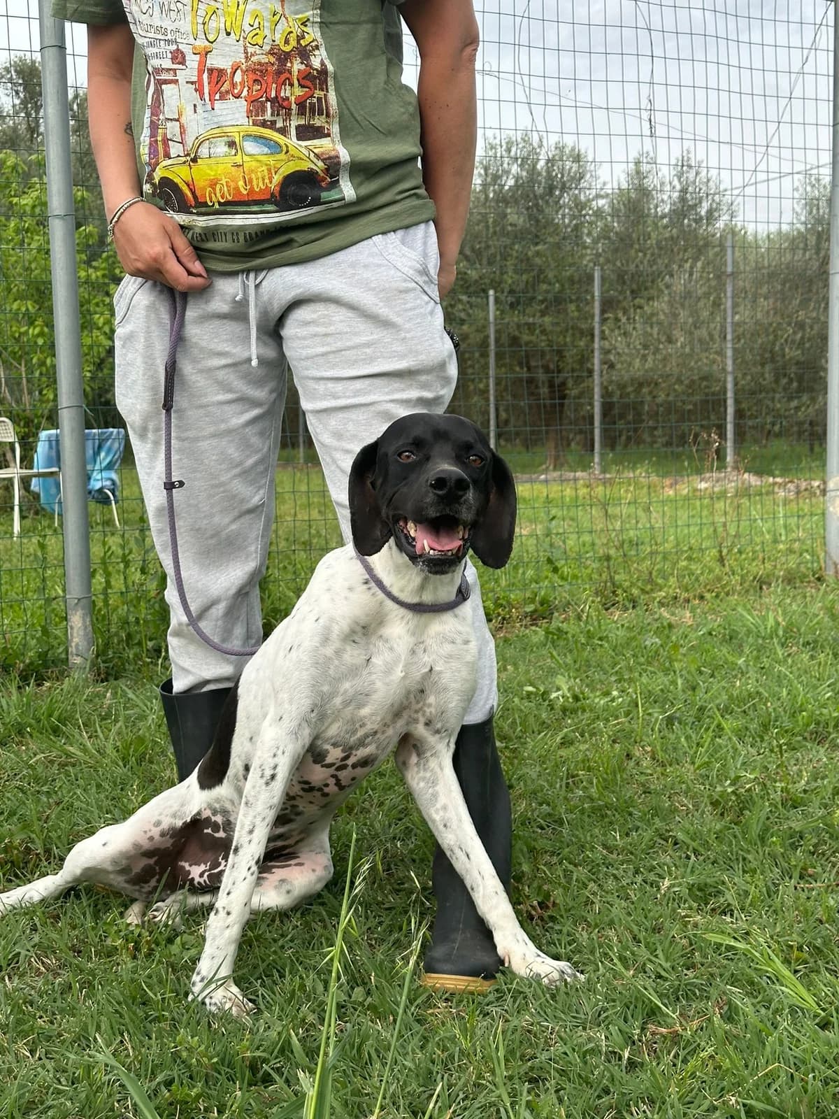 Razzo, male senior Pointer for adoption at Hundehilfe Mariechen, Stadtsteinach