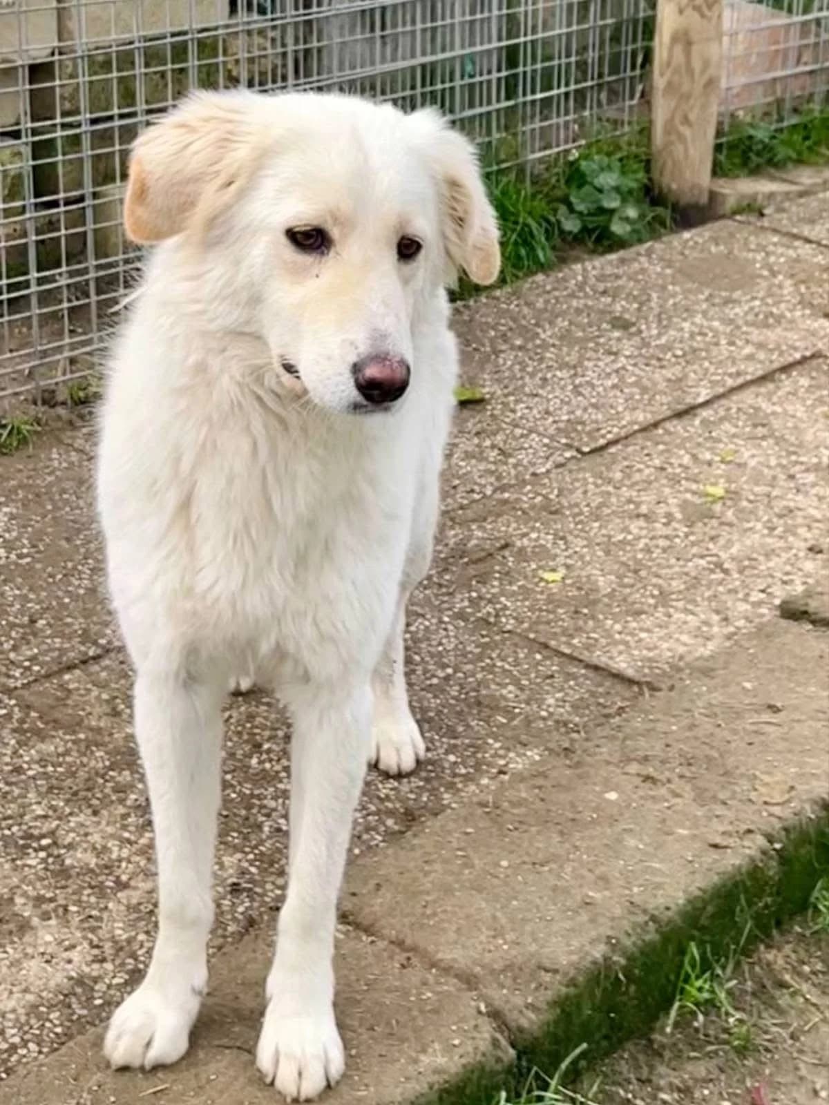 Rita, female young Mixed Breed for adoption at Hundehilfe Mariechen, Stadtsteinach