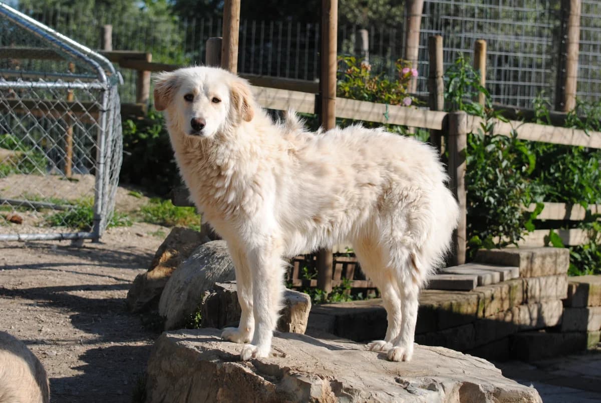 Rita, female young Mixed Breed for adoption at Hundehilfe Mariechen, Stadtsteinach