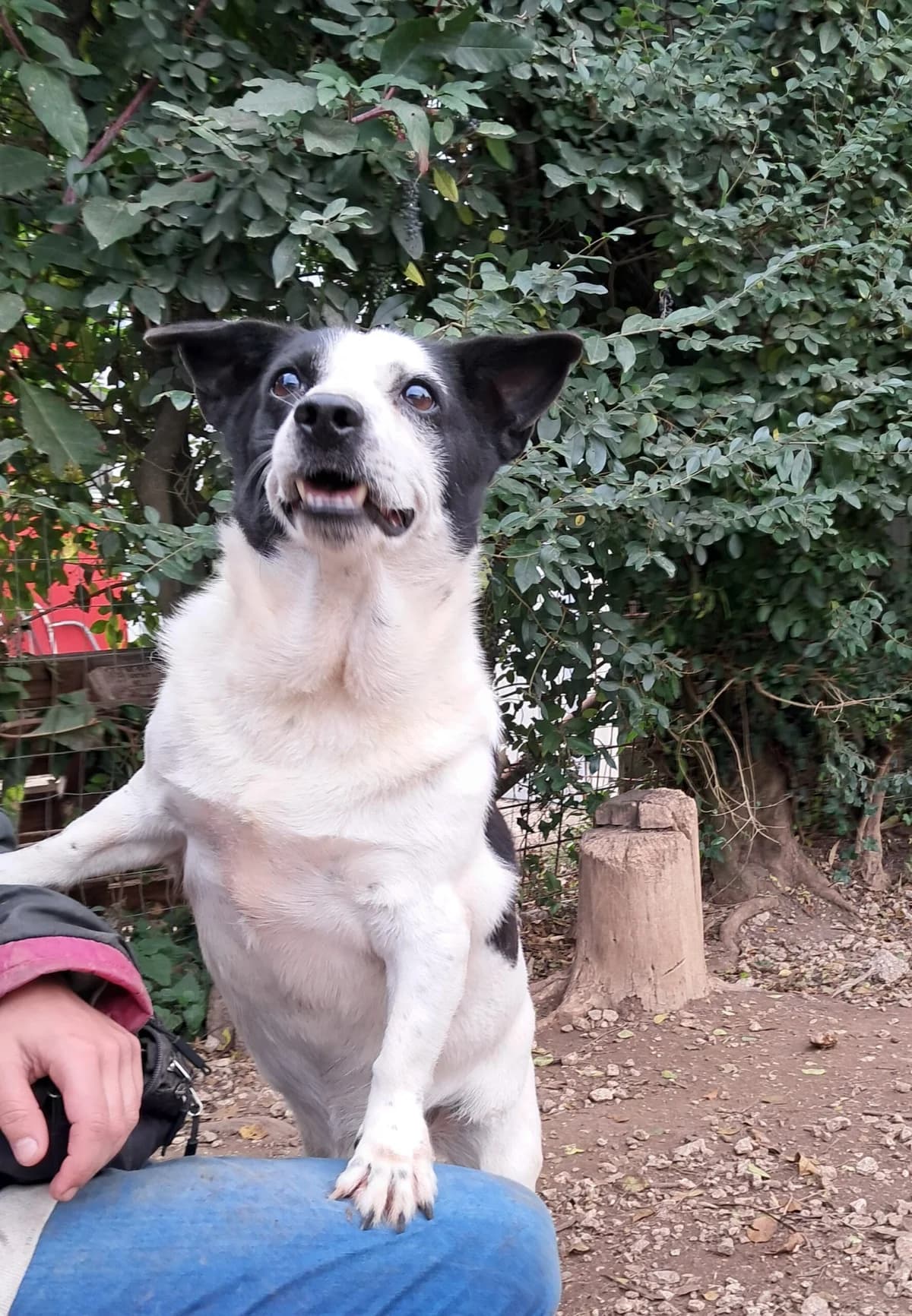 Roky, male senior Mixed Breed for adoption at Hundehilfe Mariechen, Stadtsteinach