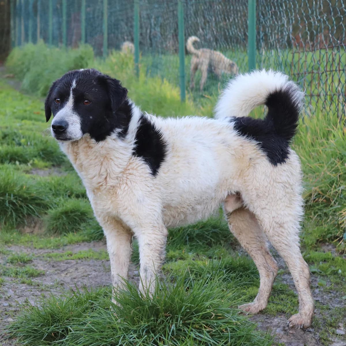 Romeo, male 4yo Border Collie for adoption at Hundehilfe Mariechen, Stadtsteinach