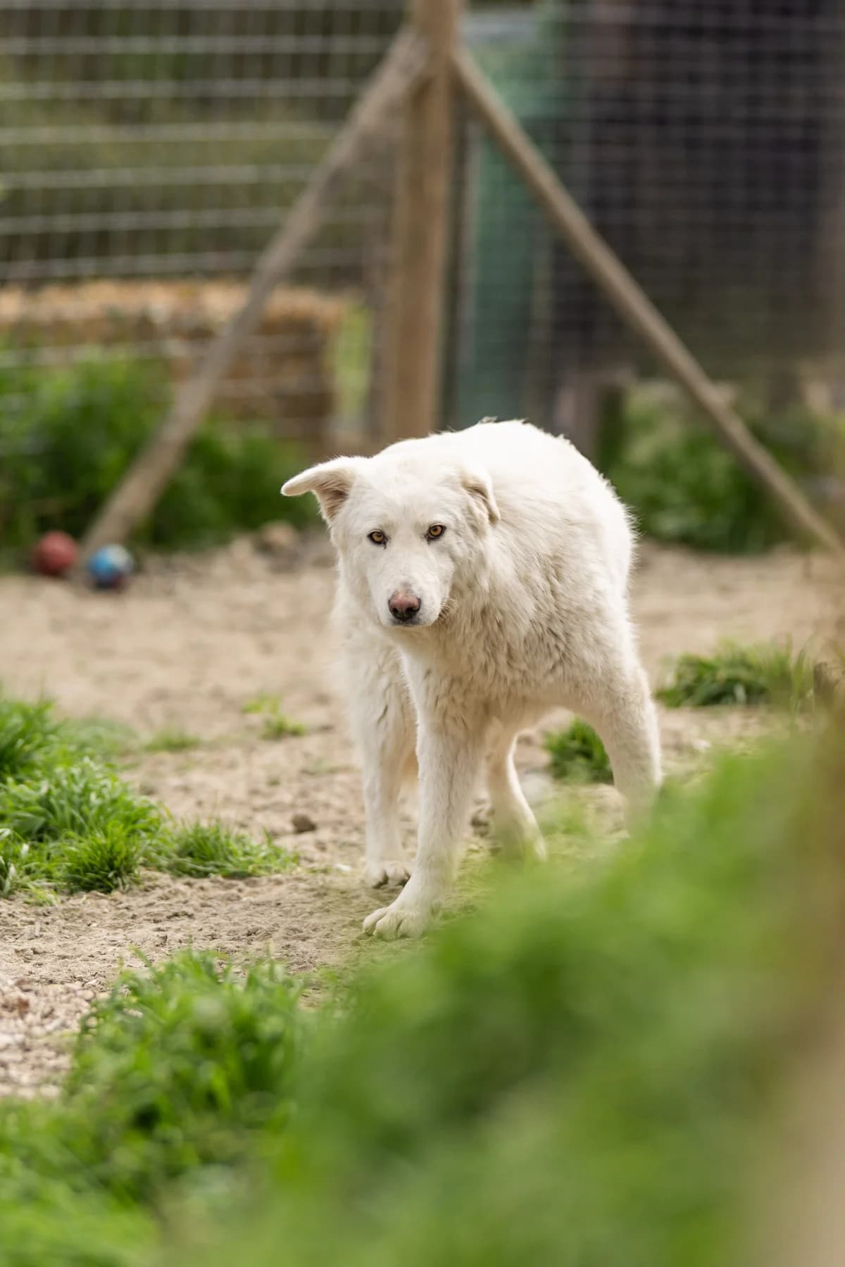 Rosa, female Mixed Breed for adoption at Hundehilfe Mariechen, Stadtsteinach