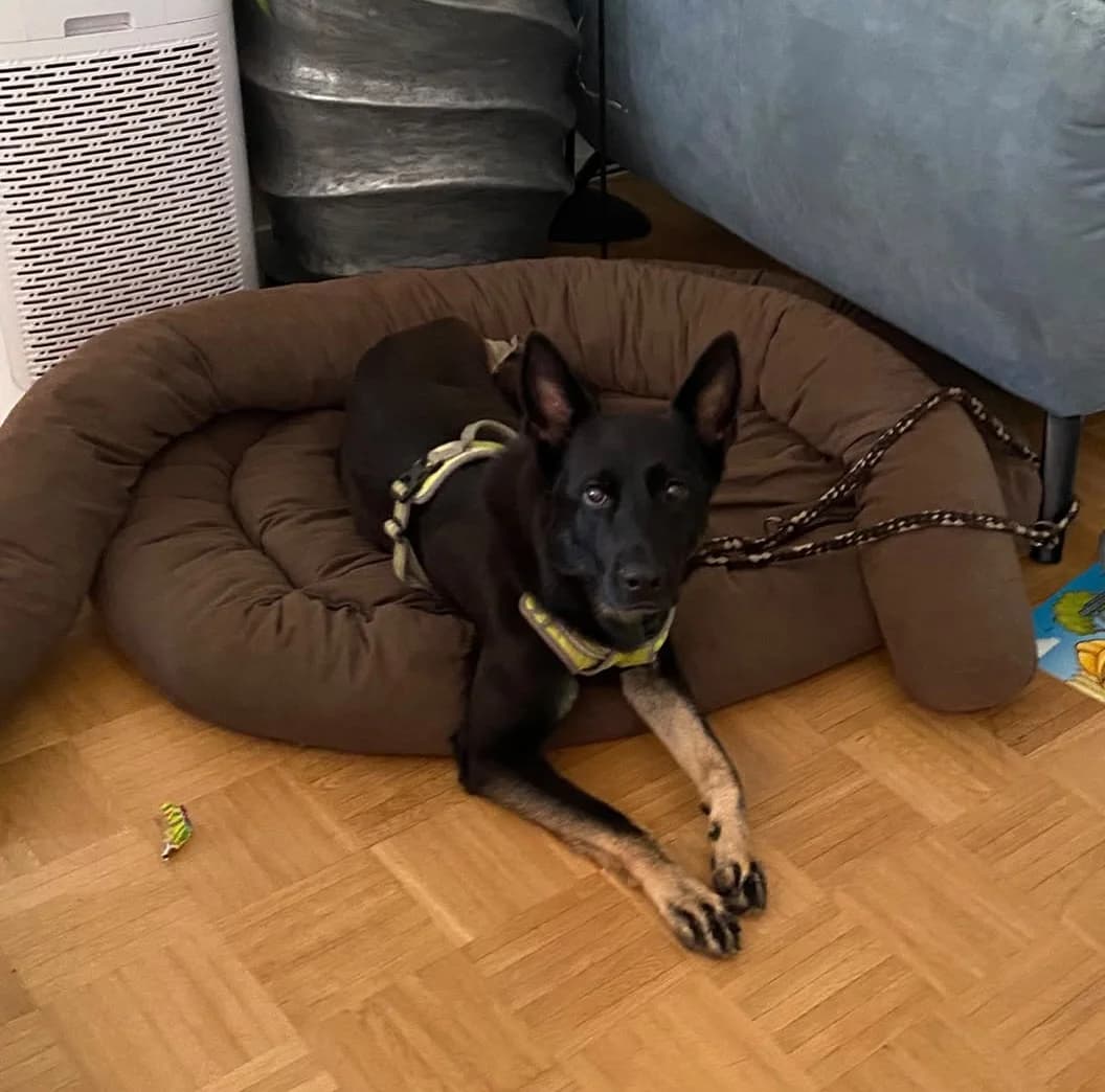 Rosi, female 4yo German Shepherd for adoption at Hundehilfe Mariechen, Stadtsteinach