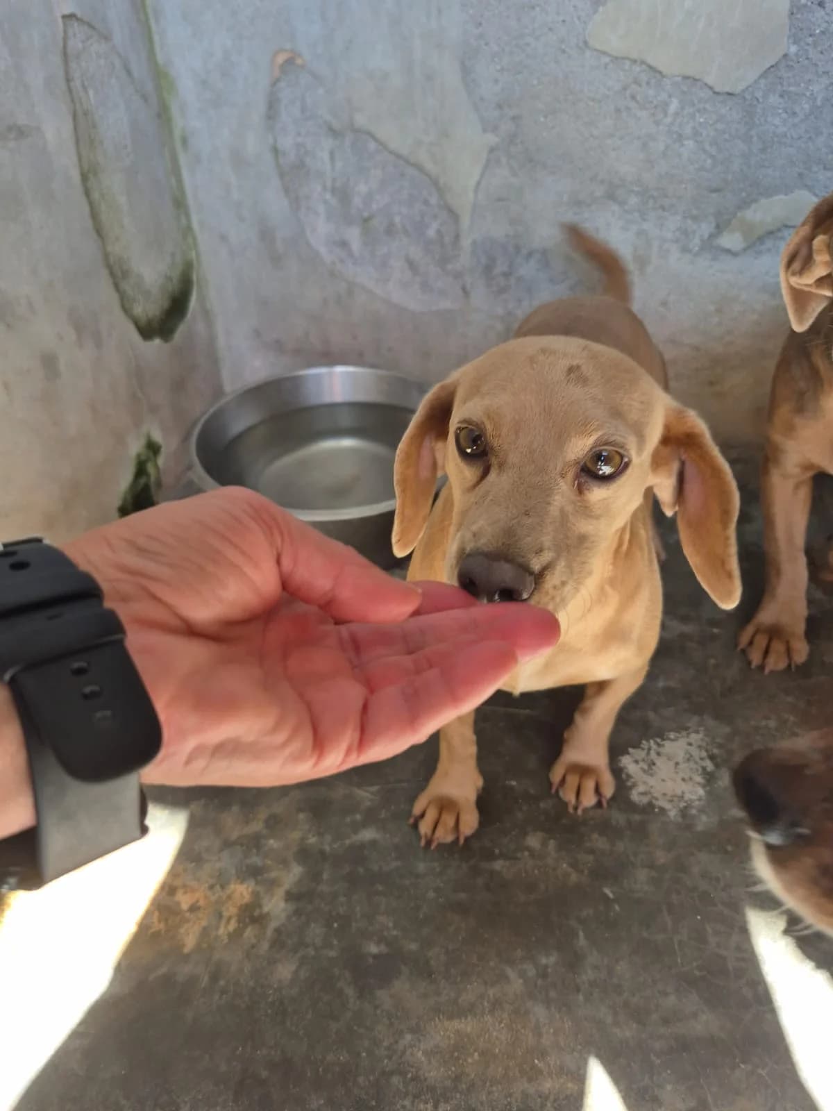 Sakura, female young Dachshund for adoption at Hundehilfe Mariechen, Stadtsteinach