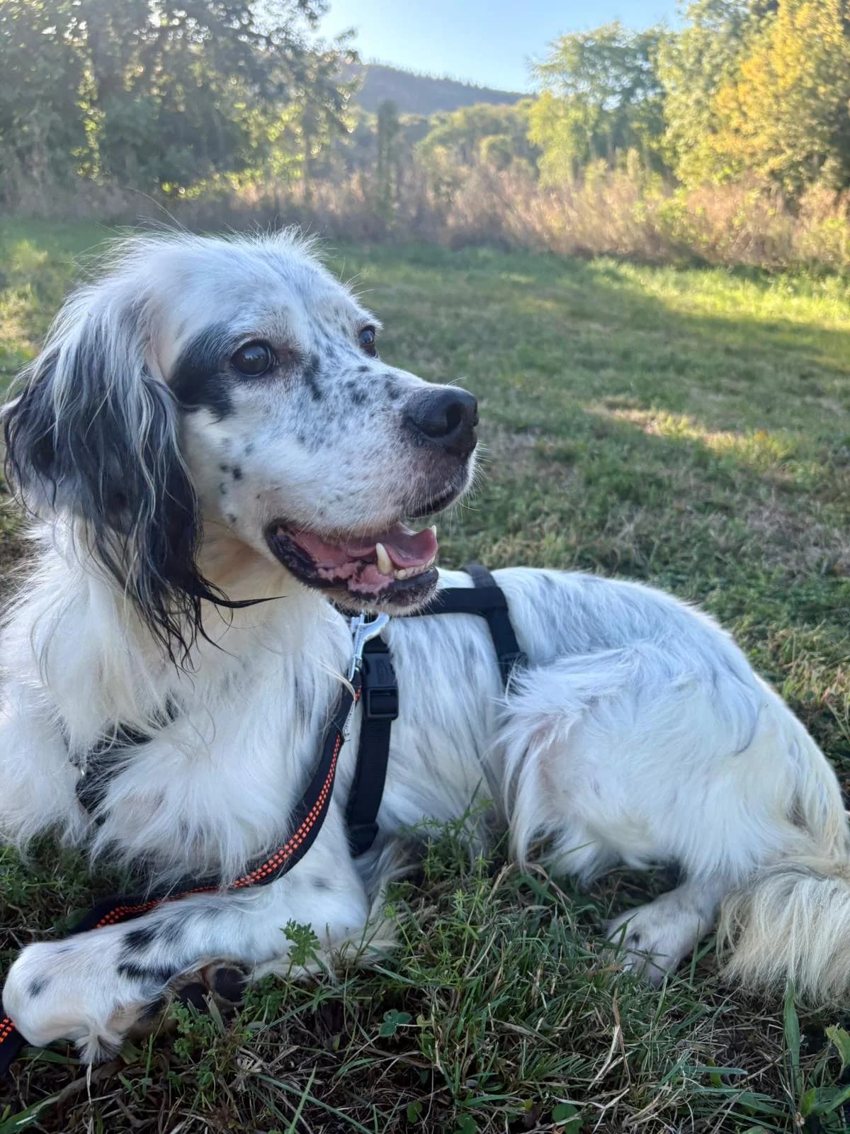 Salvo, male 3yo English Setter for adoption at Hundehilfe Mariechen, Stadtsteinach