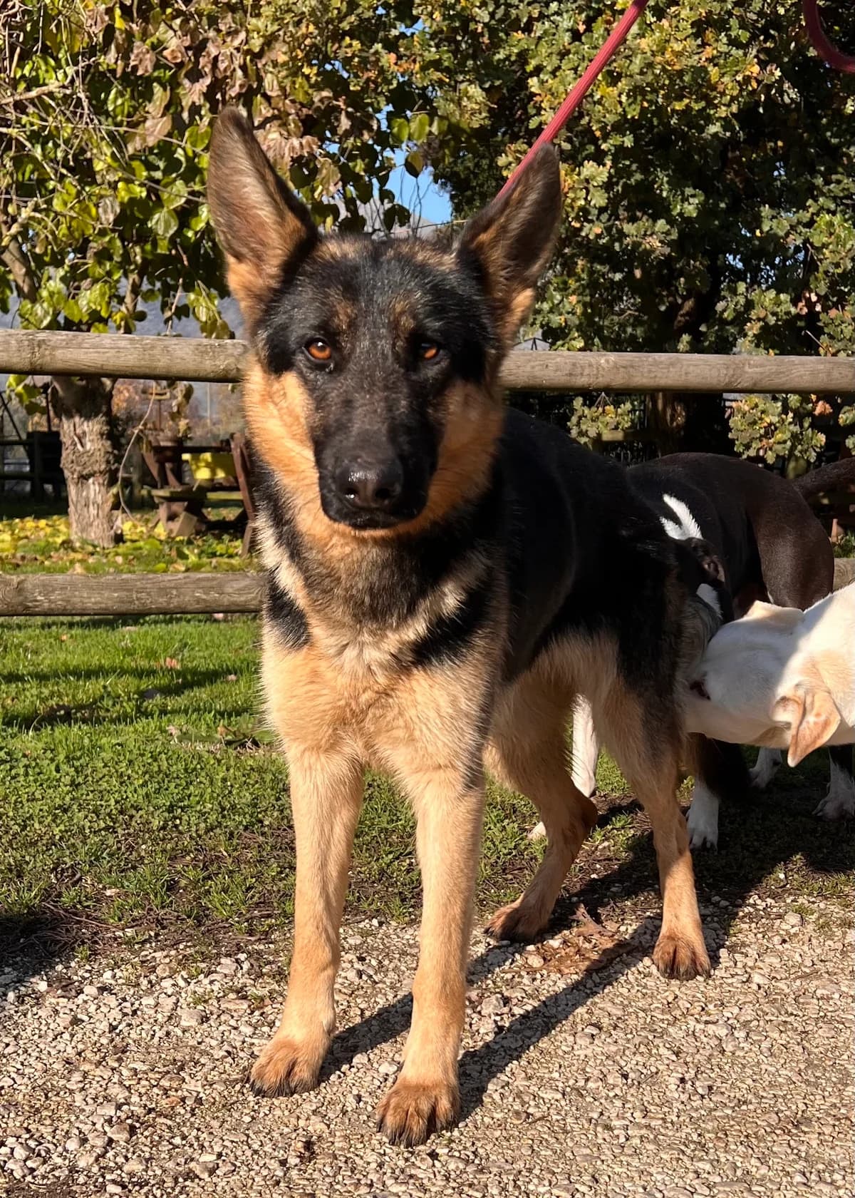 Samira, female puppy German Shepherd for adoption at Hundehilfe Mariechen, Stadtsteinach