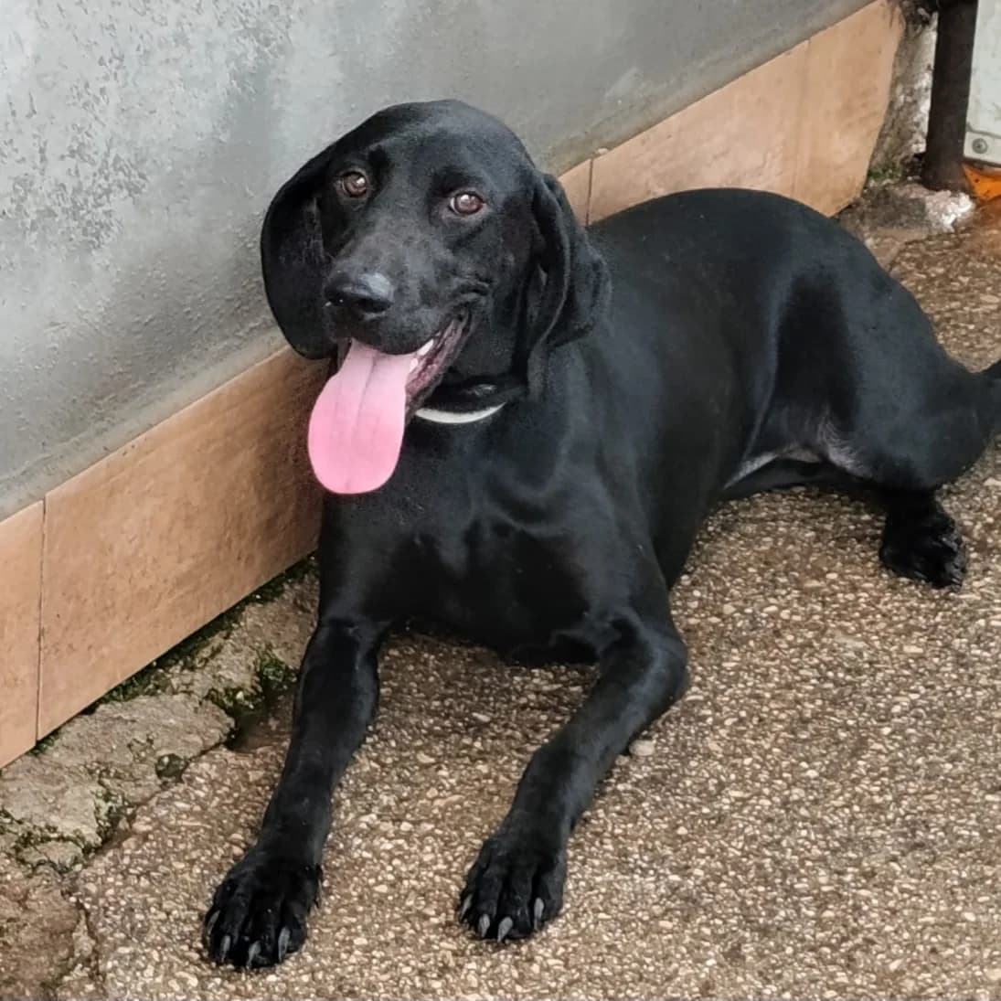 Samira, female young Mixed Breed for adoption at Hundehilfe Mariechen, Stadtsteinach