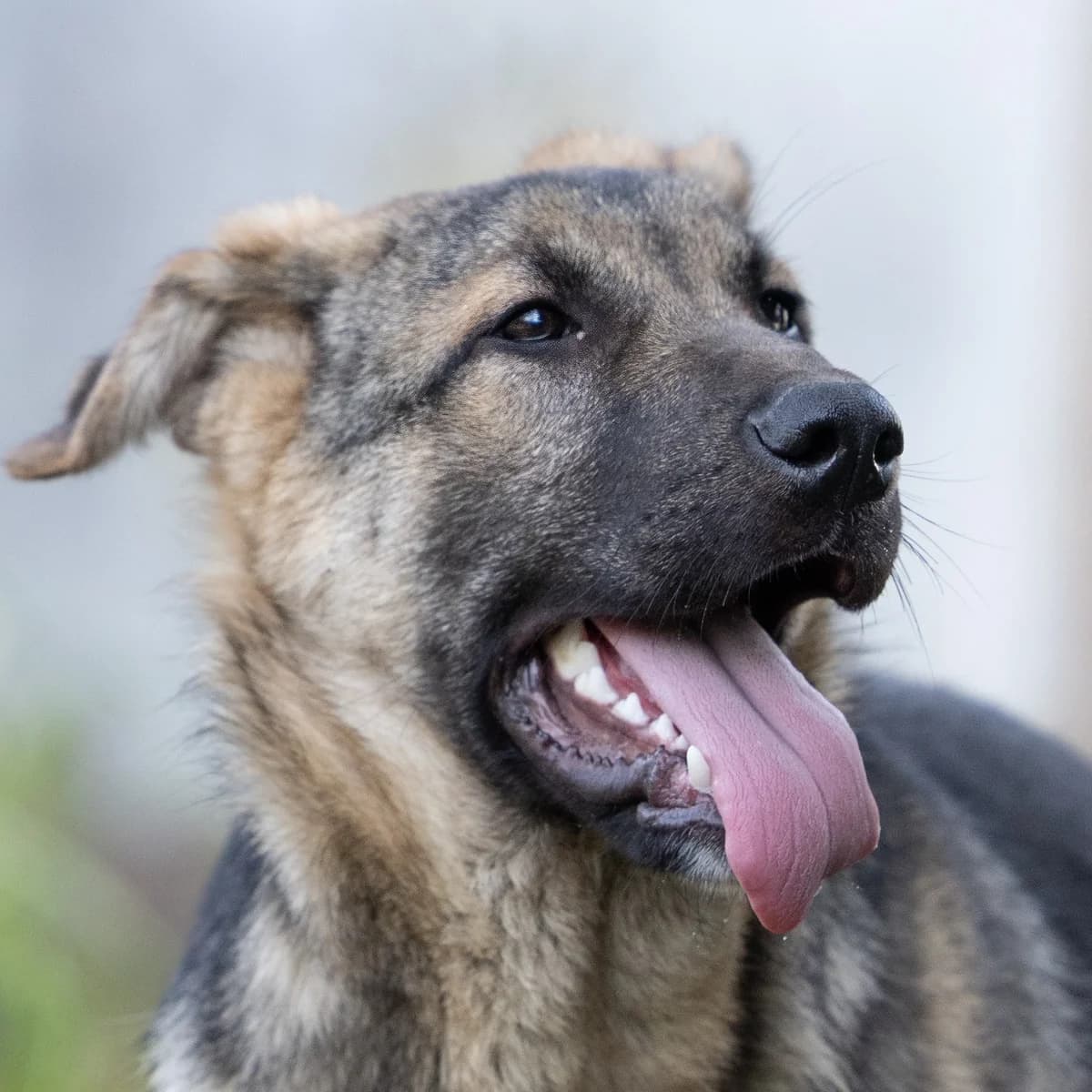 Samuel, male puppy German Shepherd for adoption at Hundehilfe Mariechen, Stadtsteinach