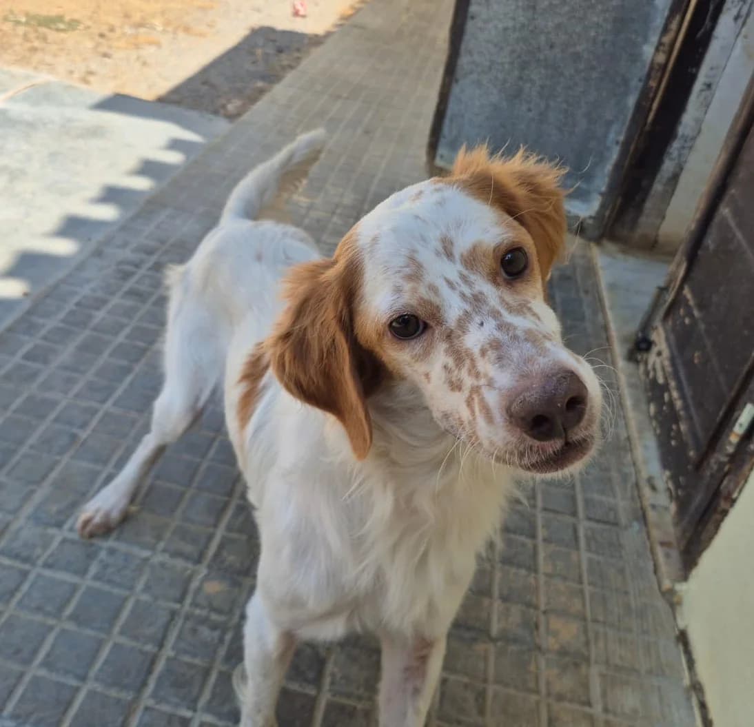 Santiago, male 6yo English Setter for adoption at Hundehilfe Mariechen, Stadtsteinach
