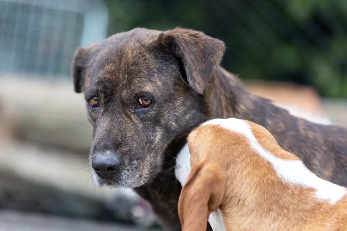 Sara, female 6yo Mixed Breed for adoption at Hundehilfe Mariechen, Stadtsteinach