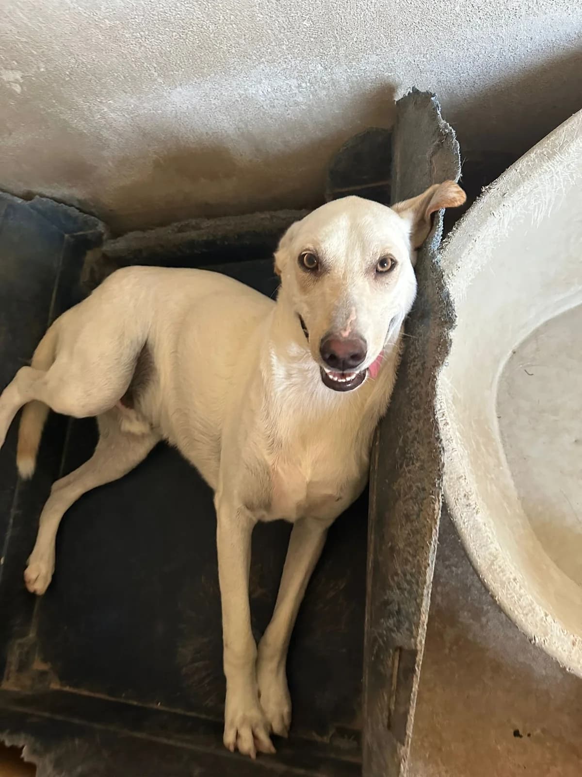Shaggy, male 3yo Mixed Breed for adoption at Hundehilfe Mariechen, Stadtsteinach