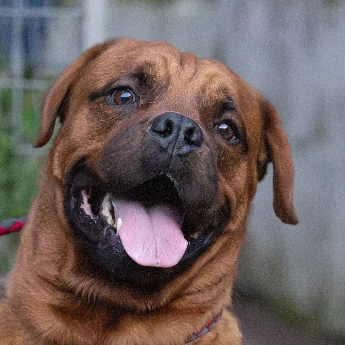 Shrek, male 6yo Cane Corso for adoption at Hundehilfe Mariechen, Stadtsteinach