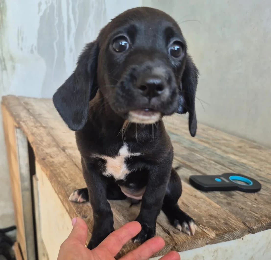 Silis, female puppy mixed breed for adoption at Hundehilfe Mariechen, Stadtsteinach