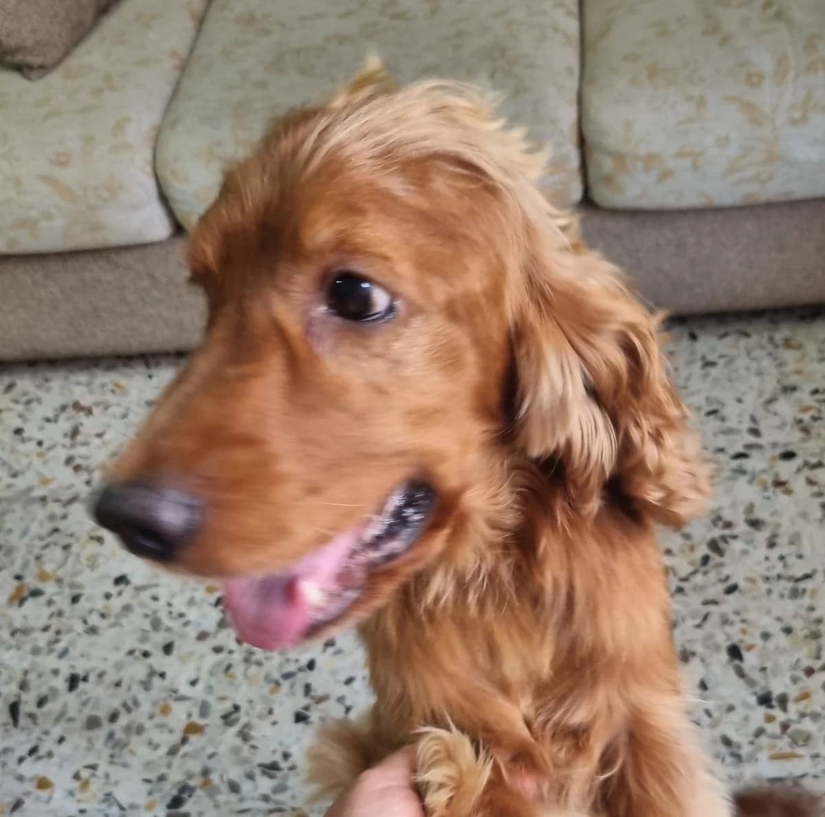 Sir Henry, male 3yo Cocker Spaniel for adoption at Hundehilfe Mariechen, Stadtsteinach