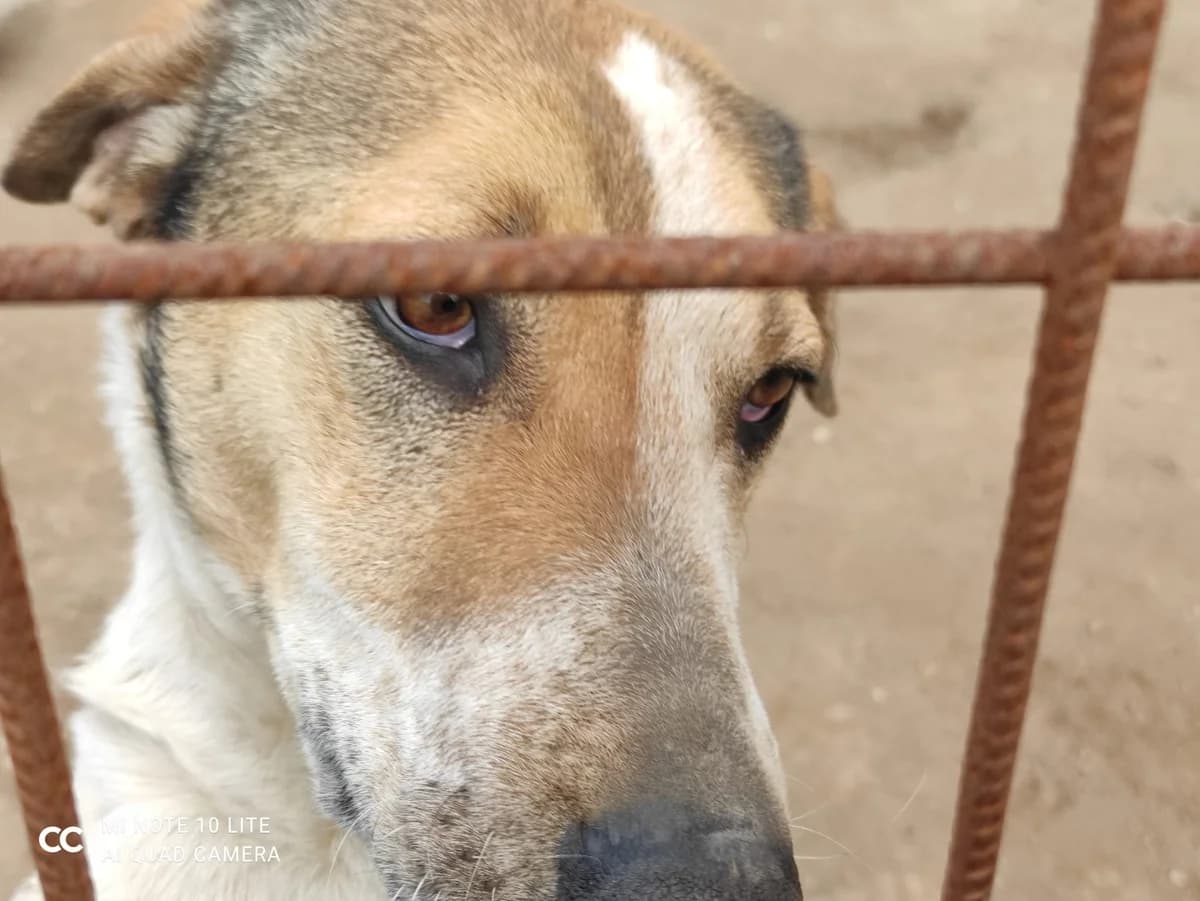 Sissi, female senior Mixed Breed for adoption at Hundehilfe Mariechen, Stadtsteinach