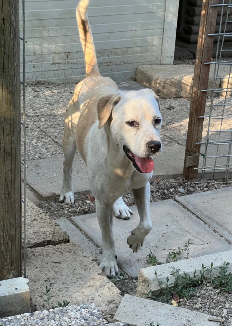 Sky, male senior Mixed Breed for adoption at Hundehilfe Mariechen, Stadtsteinach