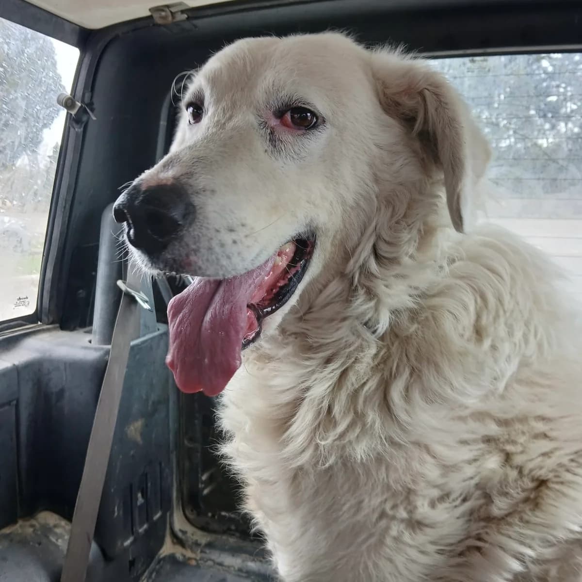 Sogno, male senior Mixed Breed for adoption at Hundehilfe Mariechen, Stadtsteinach