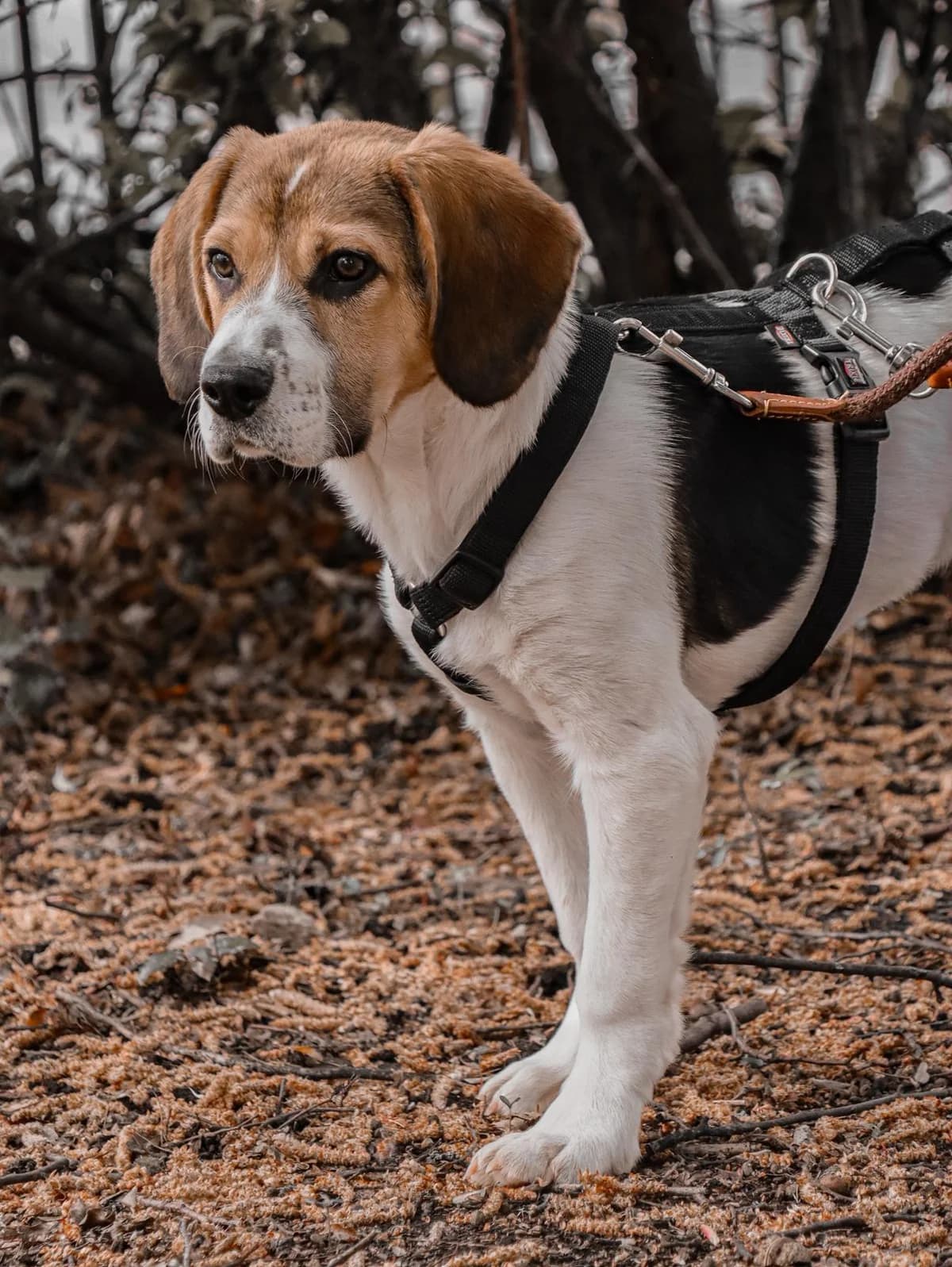 Sokrates, male Beagle for adoption at Hundehilfe Mariechen, Stadtsteinach