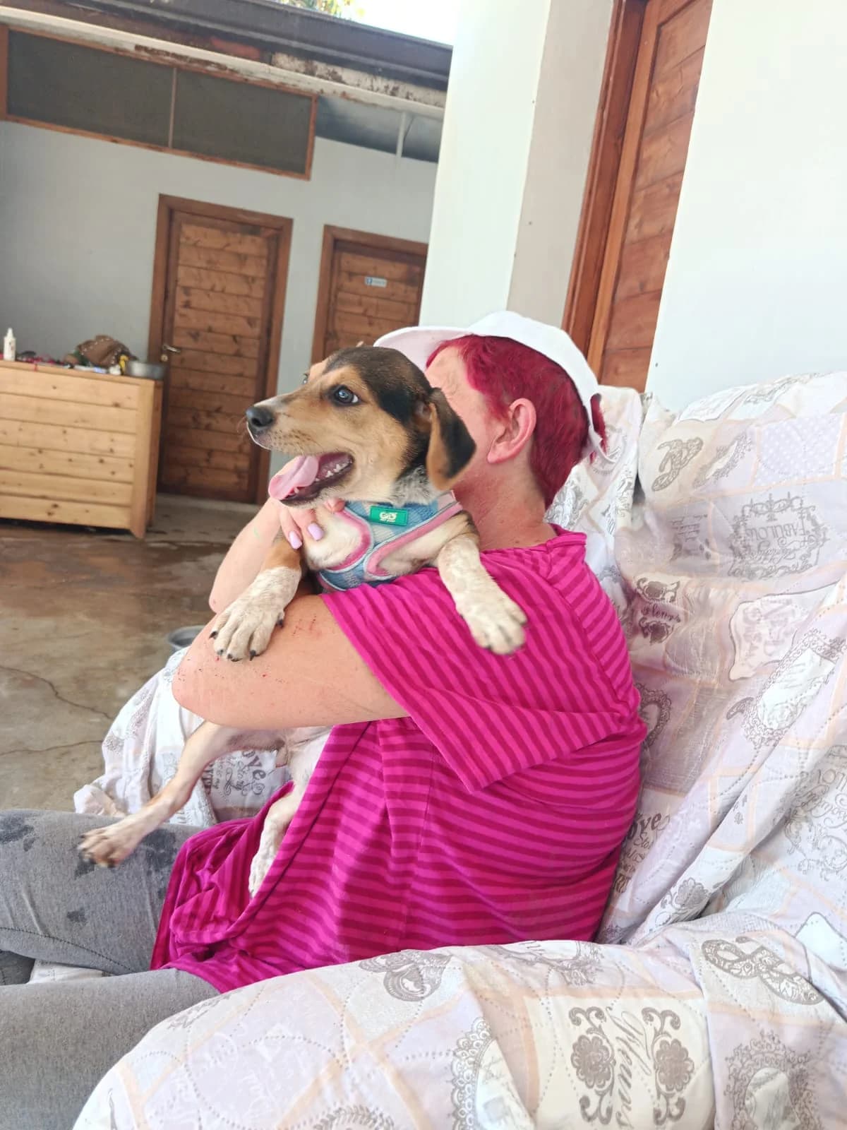 Sole, female puppy Beagle for adoption at Hundehilfe Mariechen, Stadtsteinach