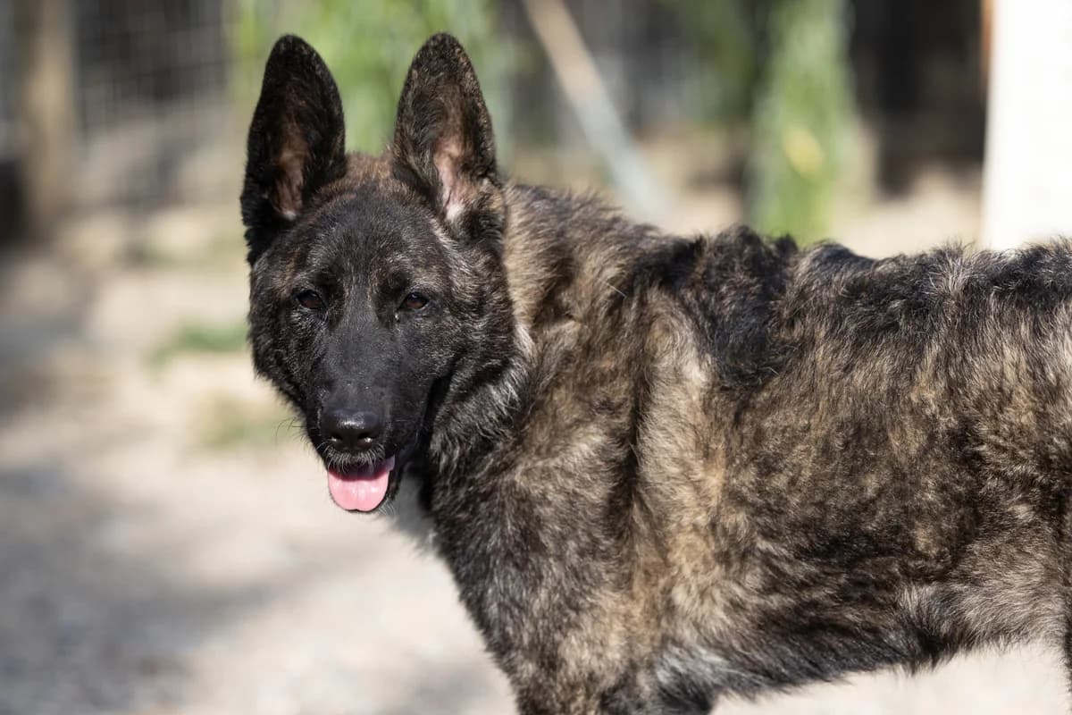 Sole, female puppy Mixed Breed for adoption at Hundehilfe Mariechen, Stadtsteinach