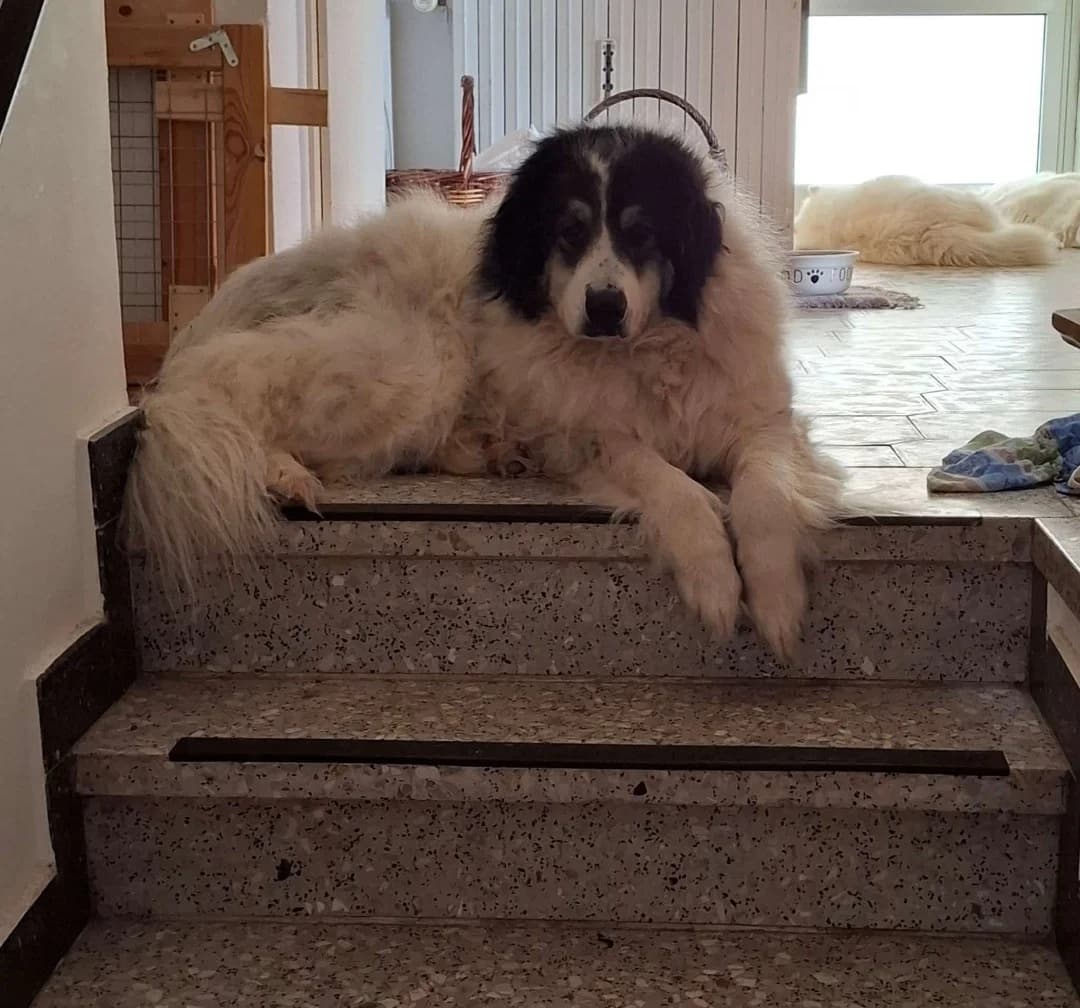 Speranza, female 5yo Mixed Breed for adoption at Hundehilfe Mariechen, Stadtsteinach