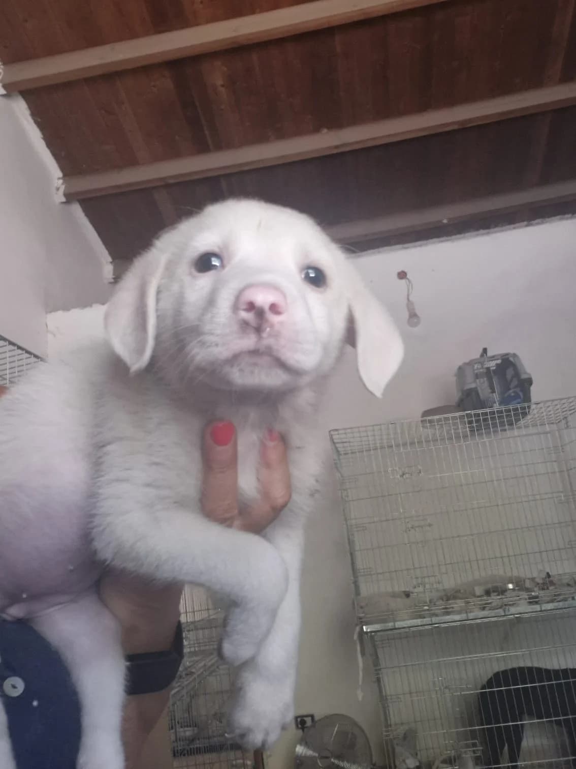 Stalla, female puppy Mixed Breed for adoption at Hundehilfe Mariechen, Stadtsteinach