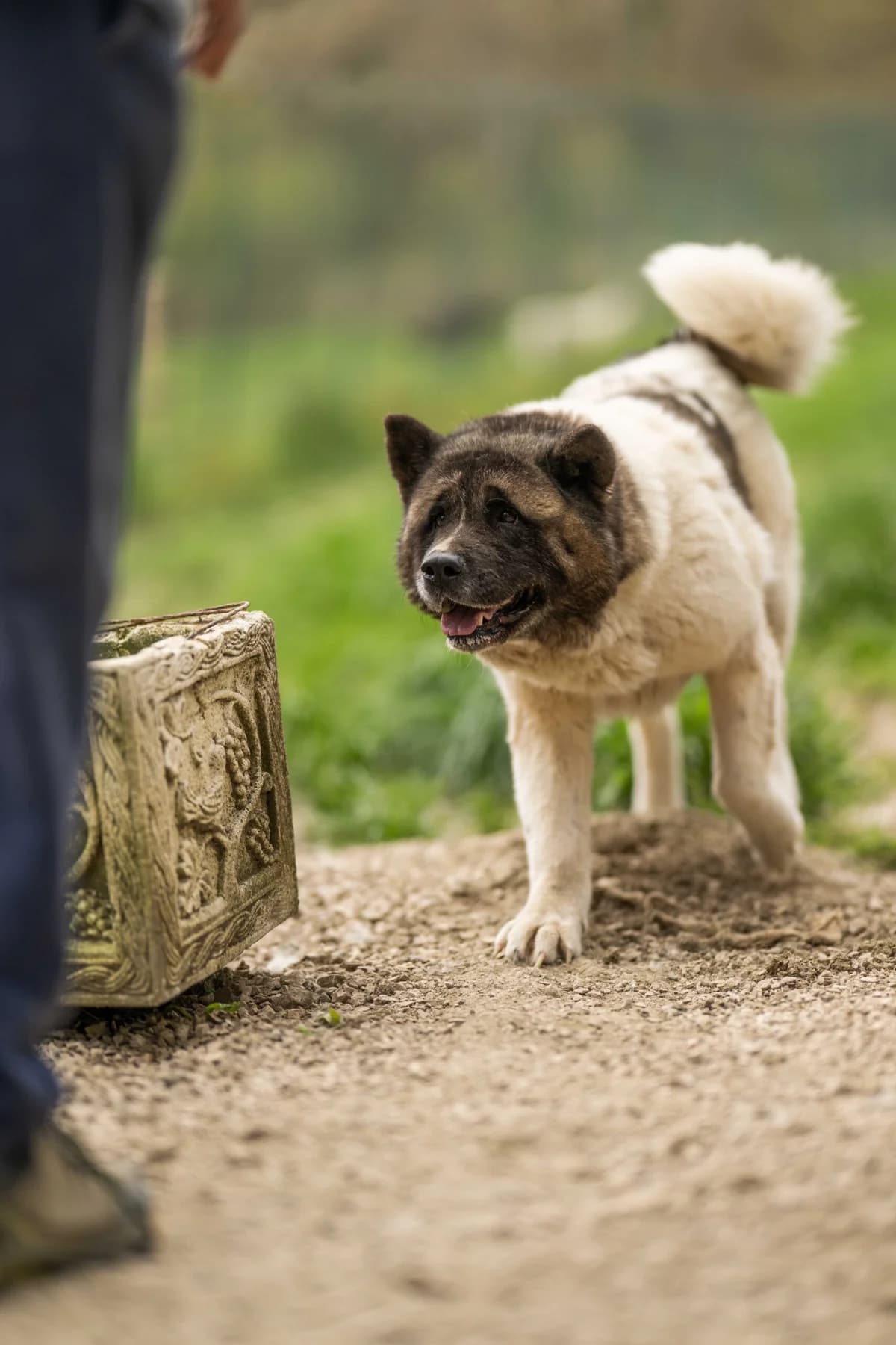 Stella, female 6yo Akita for adoption at Hundehilfe Mariechen, Stadtsteinach