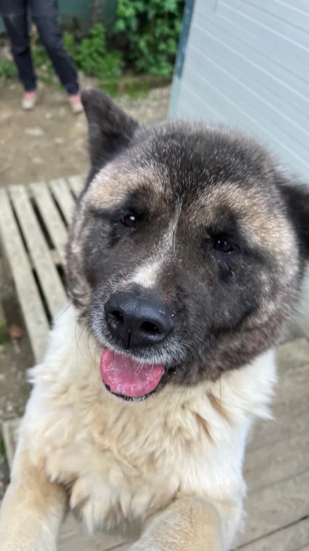Stella, female 7yo Akita for adoption at Hundehilfe Mariechen, Stadtsteinach